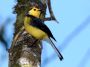 CostaRica06 - 147 * Collared Redstart